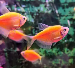 Bold Orange Glo Tetras High-Energy Glow for Freshwater Tanks