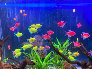 Glow Party in Your Tank – Assorted Glo Tetras in All Colors!