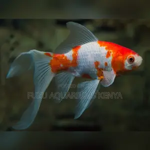 Beautiful Koi Fish Perfect for Outdoor Ponds Aquariums
