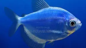 Dazzling Blue Glo Tetras – Bright, Active Easy to Keep