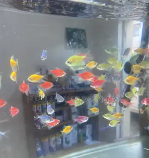 Mixed Color Glo Tetras –Perfect Combo for a Vibrant Aquarium