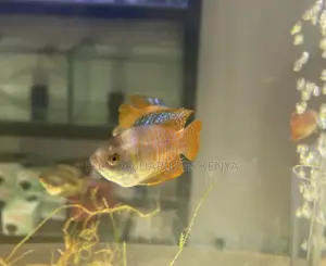 Calm Elegant Female Dwarf Gourami Perfect for Aqua Tanks