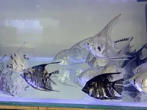 Elegant Angelfish Graceful Beautiful for Freshwater Tanks