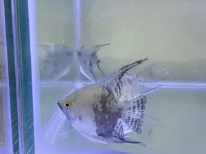 Beautiful Angelfish – A Perfect Blend of Color and Elegance