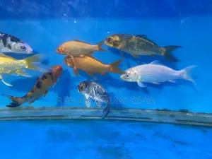 Premium Koi Fish – Bright Colors for Ponds Water Gardens