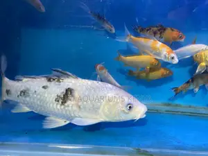 Healthy Koi for Sale – Long-Lived Beauties