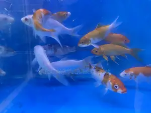 Colorful Japanese Koi – Peaceful Fish for Large Aquariums