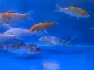 Mixed Koi Varieties – Bring Movement Beauty
