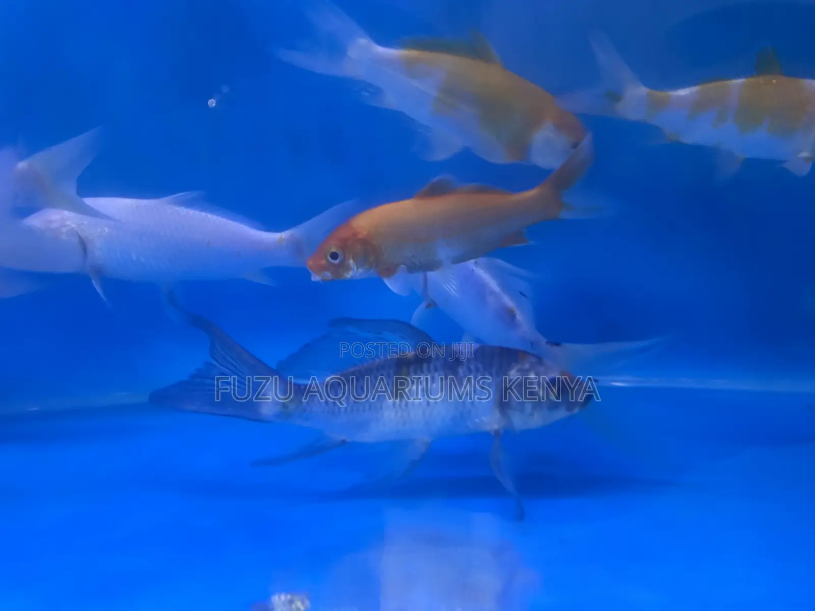 Assorted Koi Fish – Vibrant, Elegant Additions