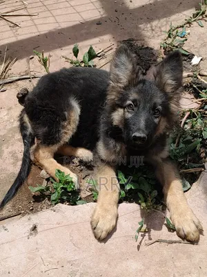 1-3 months Male Purebred German Shepherd