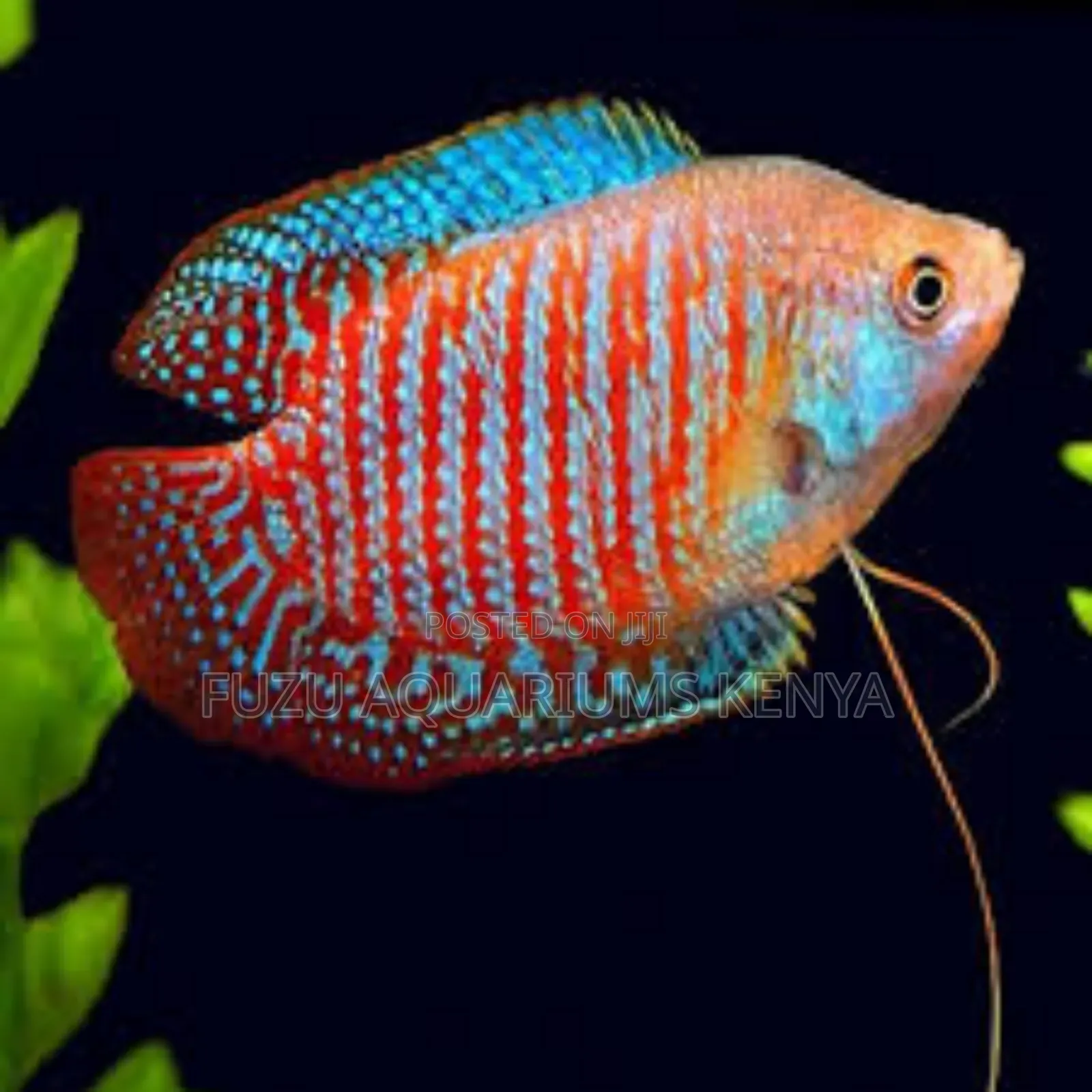 Male Dwarf Gourami (Peaceful)