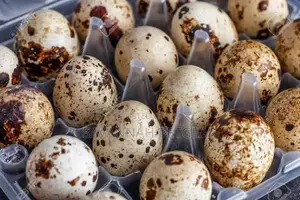 Fertilized Quail Eggs Ideal for Incubation or Consumption