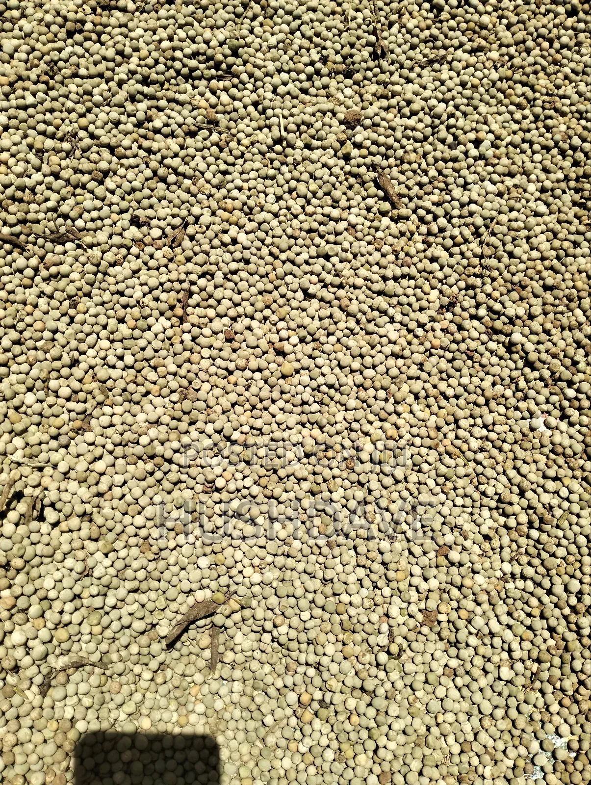 Peas -Minji (Grano)