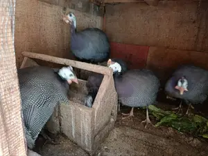 Helmeted Guinea Fowl (Numida Meleagris) Mature Kanga