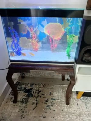 Tranquiltank Medium Aquarium – Peace in Every Bubble