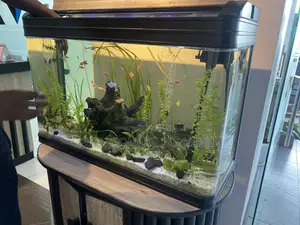 The Blackwood Reef Aquarium – Modern Life Underwater