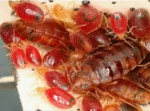 Bedbugs Eradication/Fumigation
