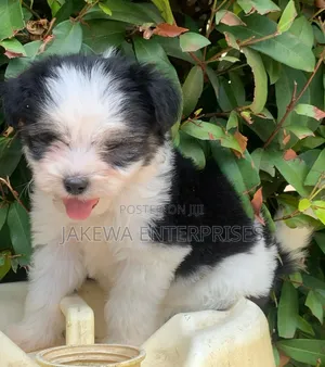 1-3 months Female Purebred Havanese