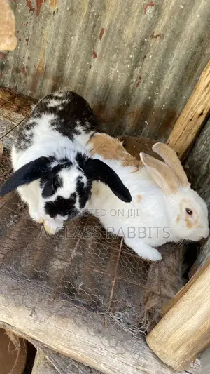 Rabbit Breeders