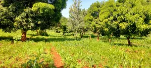 Two Acre for Sale in Kirinyaga Kimbimbi