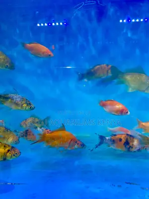 Wide Variety Goldfish for Aquascaping – Peaceful Tankmates