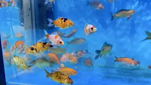 Colorful Mixed Goldfish – Brighten Your Tank