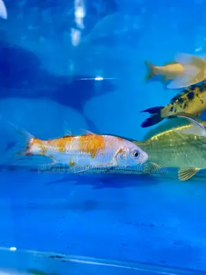 Affordable Koi Fish – Great for Beginners