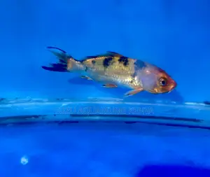 Koi Fish With Unique Patterns – One of a Kind