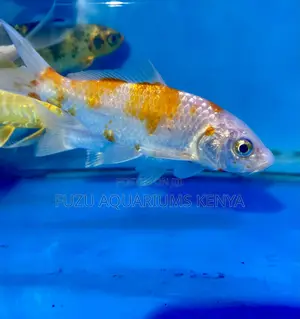 Hardy Koi Fish – Adapted to All Conditions