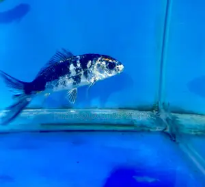 Black and White Koi – Perfect Aquarium Beautifier