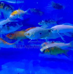 Three-Spot Gourami Fish – Calm and Colorful