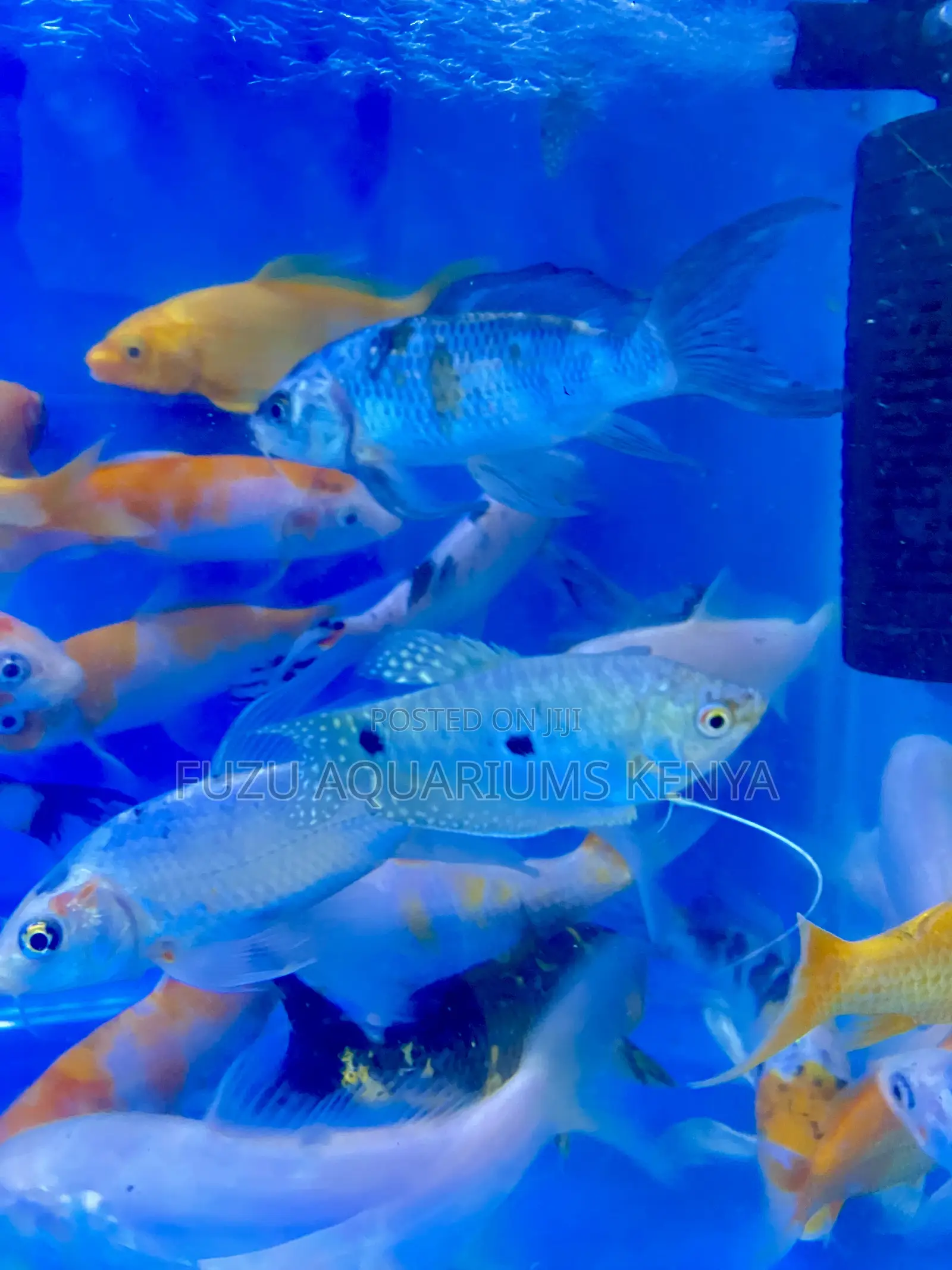 3-Spot Gourami – Great for Peaceful Aquariums
