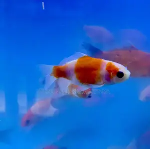 Red and White Goldfish With Unique Markings – One of a Kind