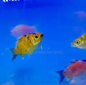 Fancy Goldfish – Eye-Catching and Unique