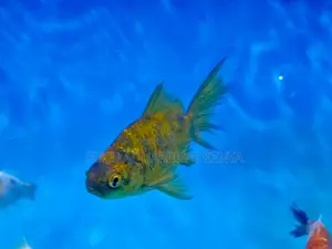 Premium Goldfish for Sale – Top Quality