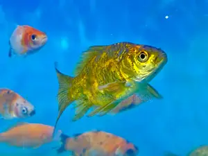 Show-Quality Goldfish – Stand Out in Any Tank