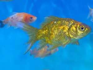 Aquarium Goldfish – Clean and Disease-Free