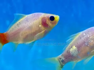 Red and White Goldfish – Brighten Your Aquarium
