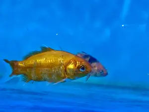 Goldfish – Perfect for Small Tanks