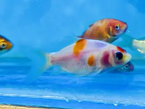 Calico Goldfish – A Splash of Colors