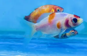 Pearlscale Goldfish – Round and Adorable