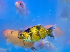 Goldfish for Beginners – Low Maintenance and Friendly