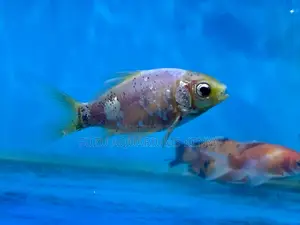 Black-Tipped Goldfish – Subtle and Unique