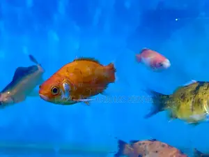 Goldfish With Personality – Lively and Curious