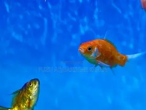 Classic Orange Goldfish – Timeless Aquarium Favorite