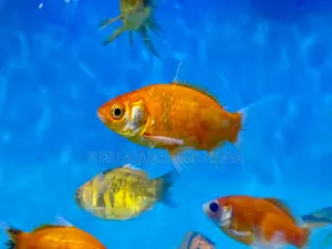 Orange Goldfish – Timeless Aquarium Favorite