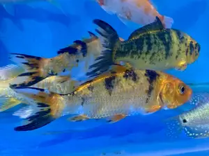 Koi Fish for Aquariums – Small and Adaptable