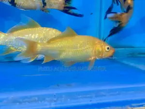 Golden Comet Goldfish – Fast and Flashy