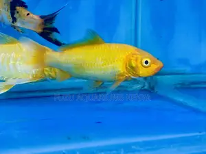 Speedy Comet Goldfish