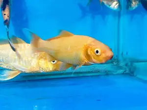 Comet Goldfish – A Splash of Colors